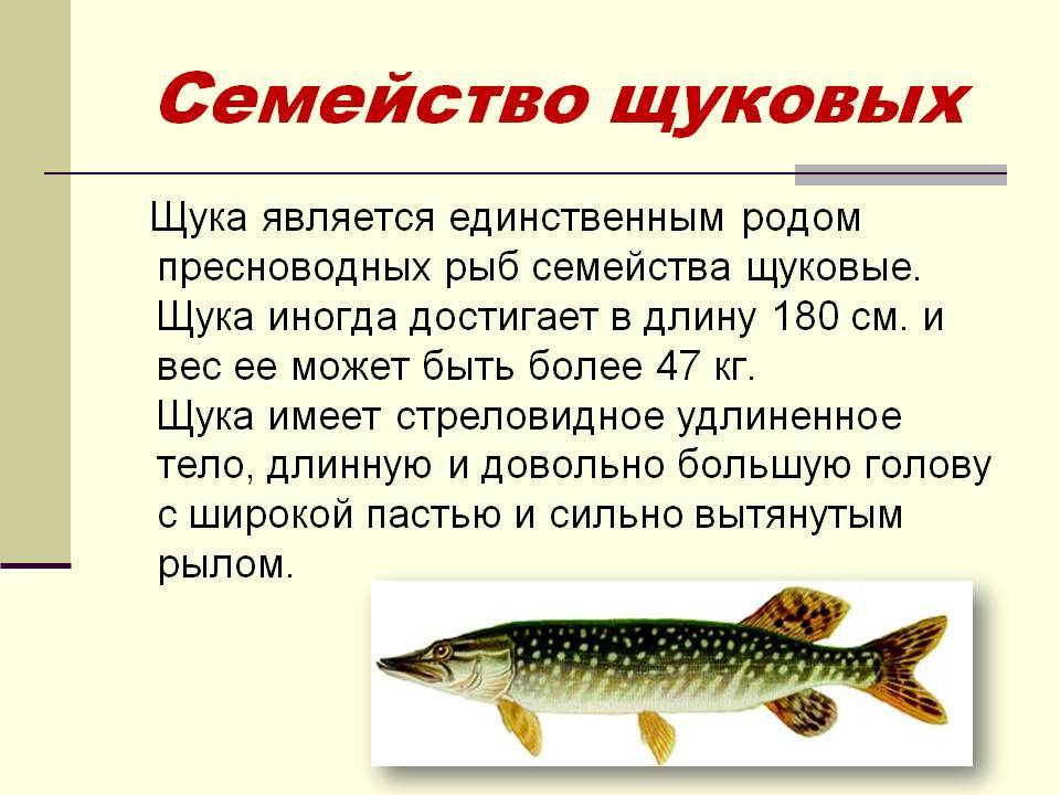 Ловля щуки осенью - как и на что лучше ловить?