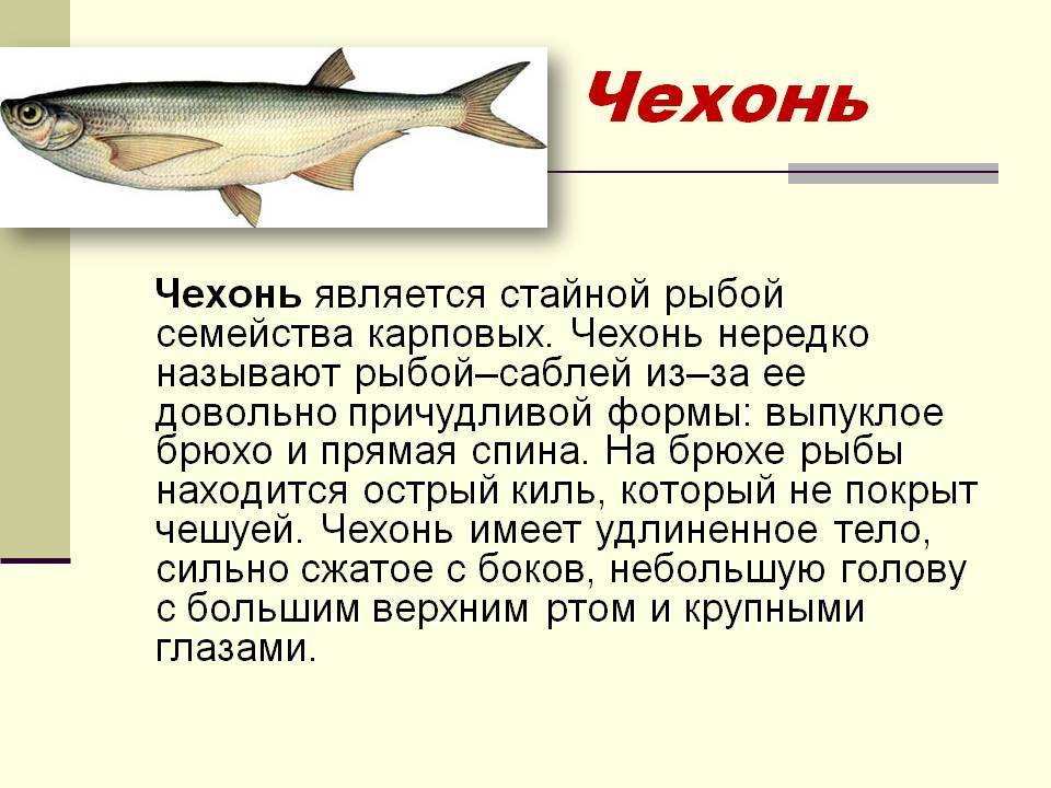 Рыба нерка: где живет, чем питается и как размножается, пищевая ценность мяса и рецепты приготовления