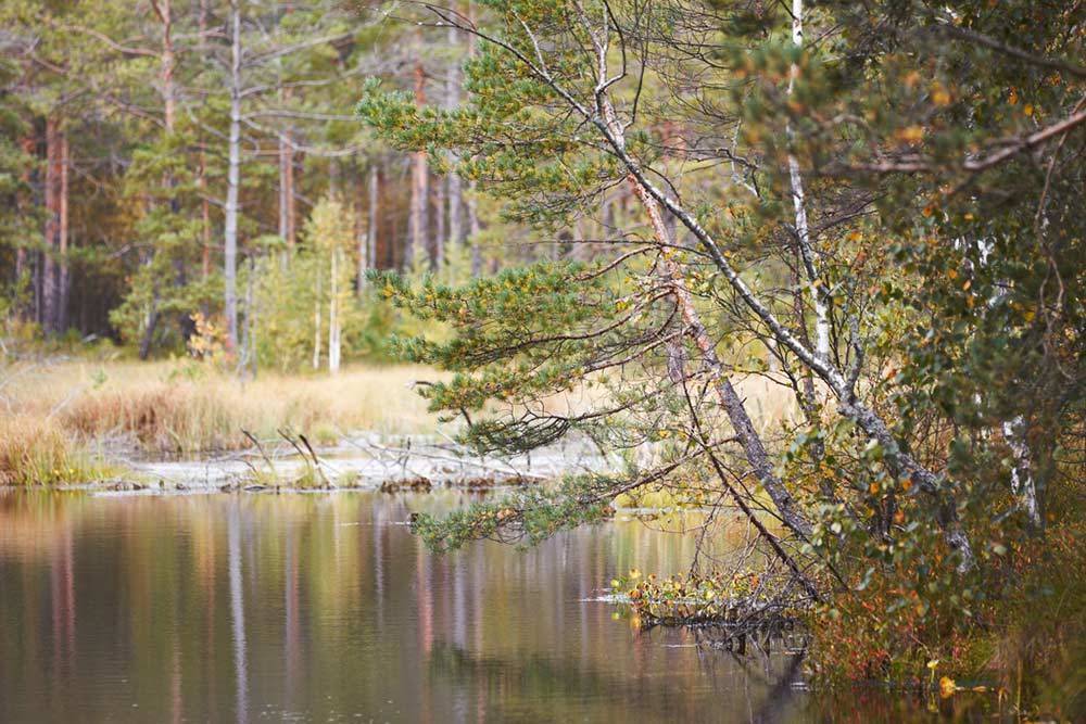 Озеро палецкое: можно ли купаться в одинцовском районе?