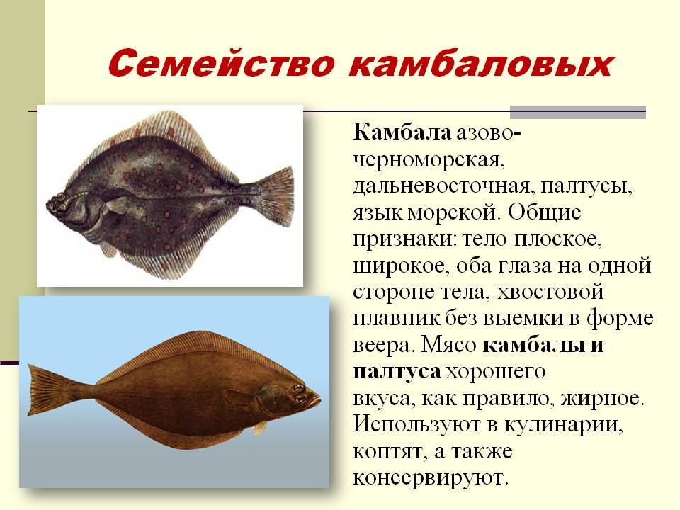 Рыба палтус — описание, ловля и рецепты блюд