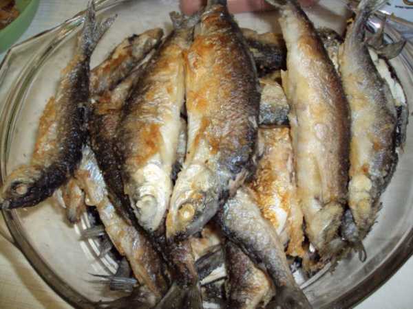 Рыба рипус: описание, ловля и рецепты приготовления