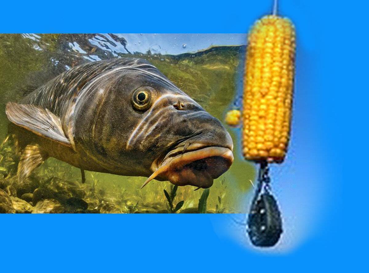 Кукуруза для рыбалки как насадка и прикормка - приготовление