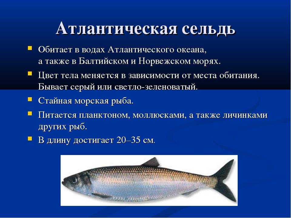 Скумбрия польза и вред для организма свежей и копченой рыбы