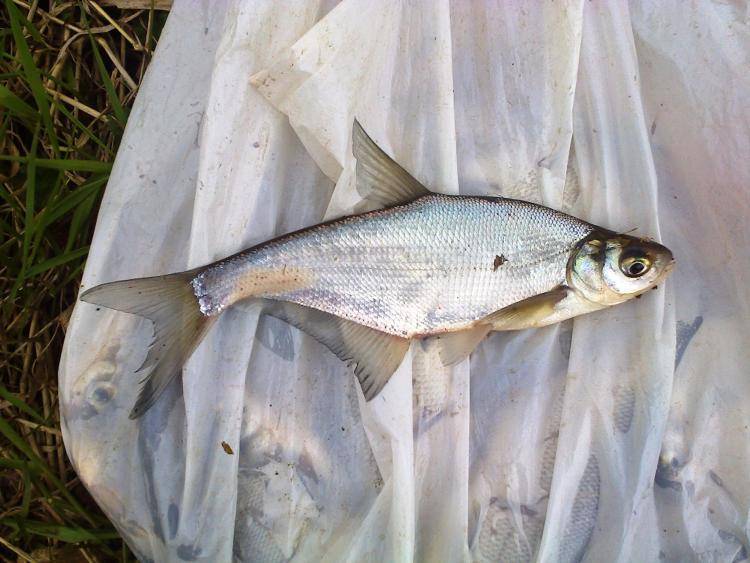 Рыба синец - внешний вид и описание, фото, места обитания, поведение, нерест и сезоны ловли синца