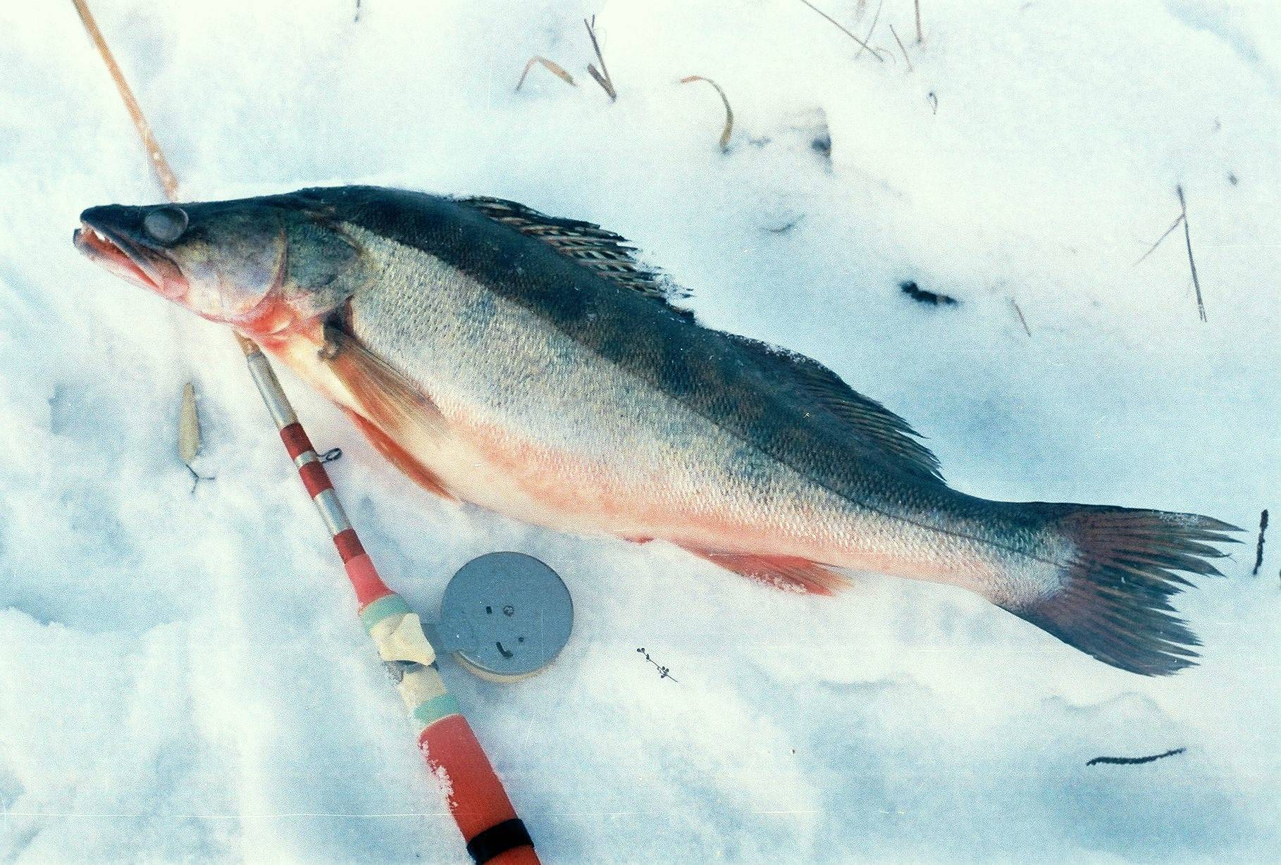 Ловля судака на жерлицы зимой: рыбалка на тюльку, видео, оснастка, и как правильно сделать снасть?