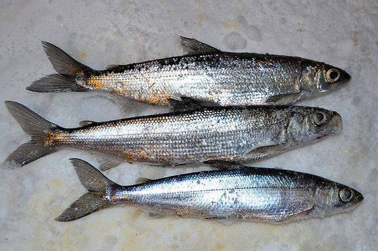 Рипус рыба - описание, среда обитания, нерест, промысел, рыбалка на рипуса, рецепты