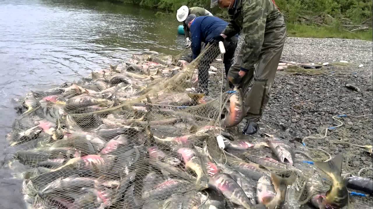 Рыбалка на Камчатке