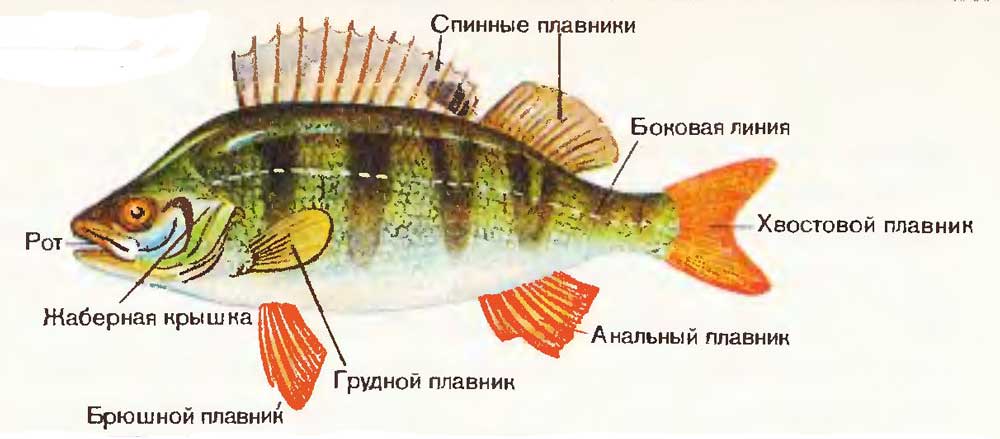 Речной окунь — описание, ловля, рецепты, калорийность, фото
