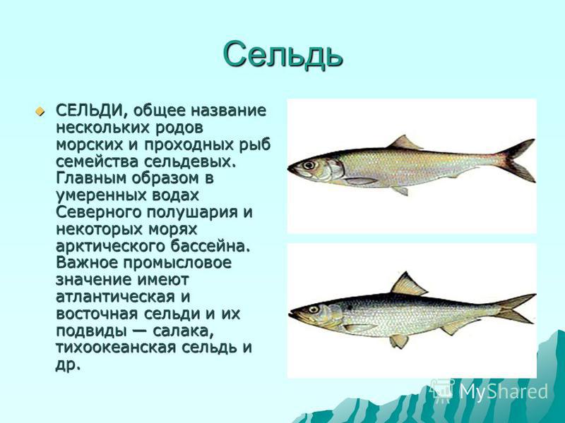 Какие рыбы на севере. Северная рыба названия. Семейство сельдевых рыб. Сельдь атлантическая и Тихоокеанская. Селедка название рыбы.