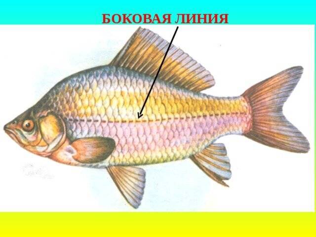 Органы чувств у рыб – особенности строения, функции и характеристики кратко в таблице (7 класс, биология)