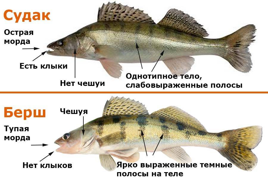 Рыба берш - описание, образ жизни, места обитания, ловля