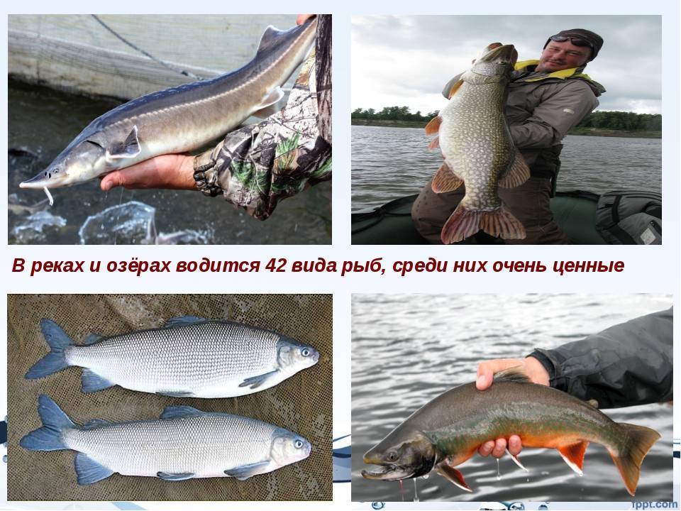 Рыбалка в брестской области — обзор лучших мест