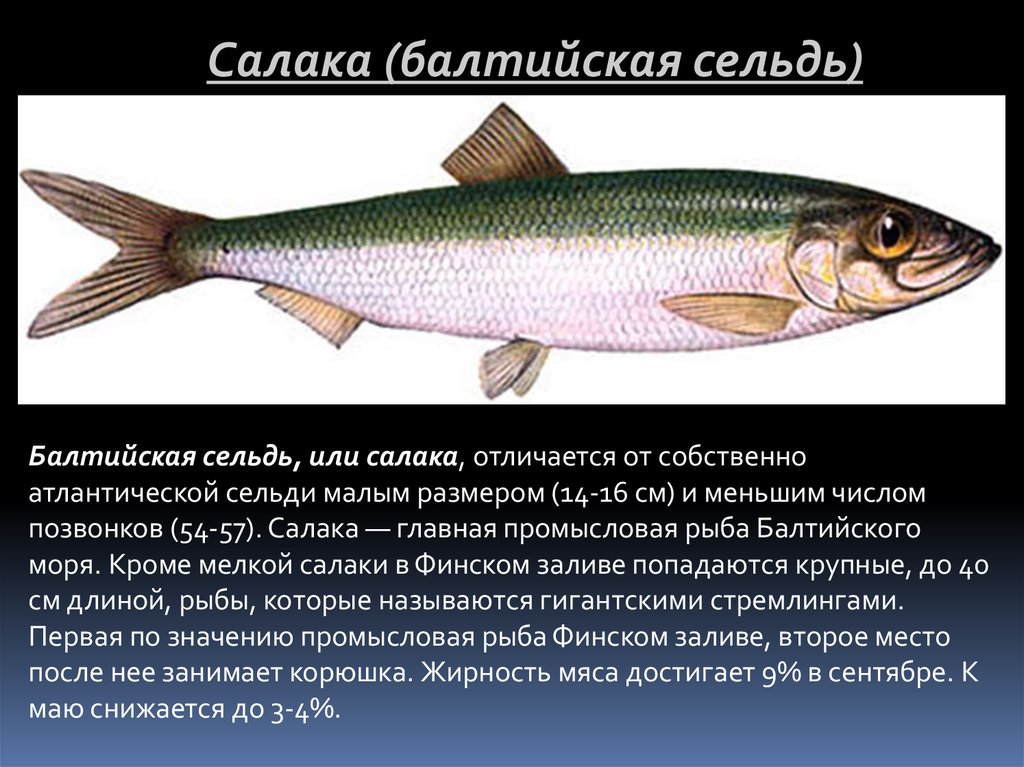 Что такое селедка залом, места обитания, особенности ловли