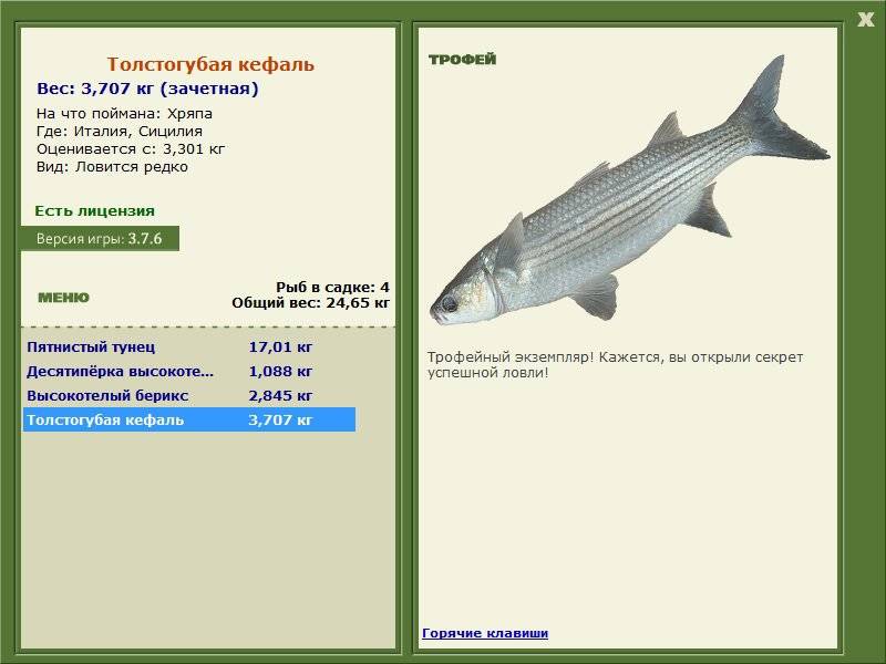 Кефаль черноморская: виды, фото, на что ловить - черноморие.рф