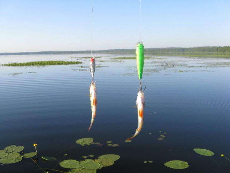 Озеро тростенское ⋆ рыбаковед