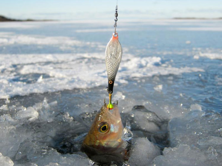 Блесны на окуня для зимней рыбалки. что говорят опытные рыбаки