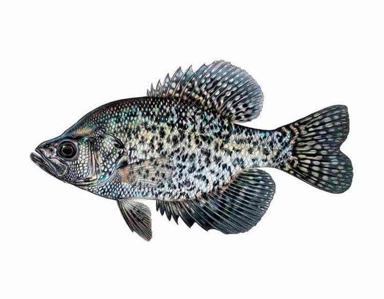 Колюшка трехиглая фото и описание – каталог рыб, смотреть онлайн