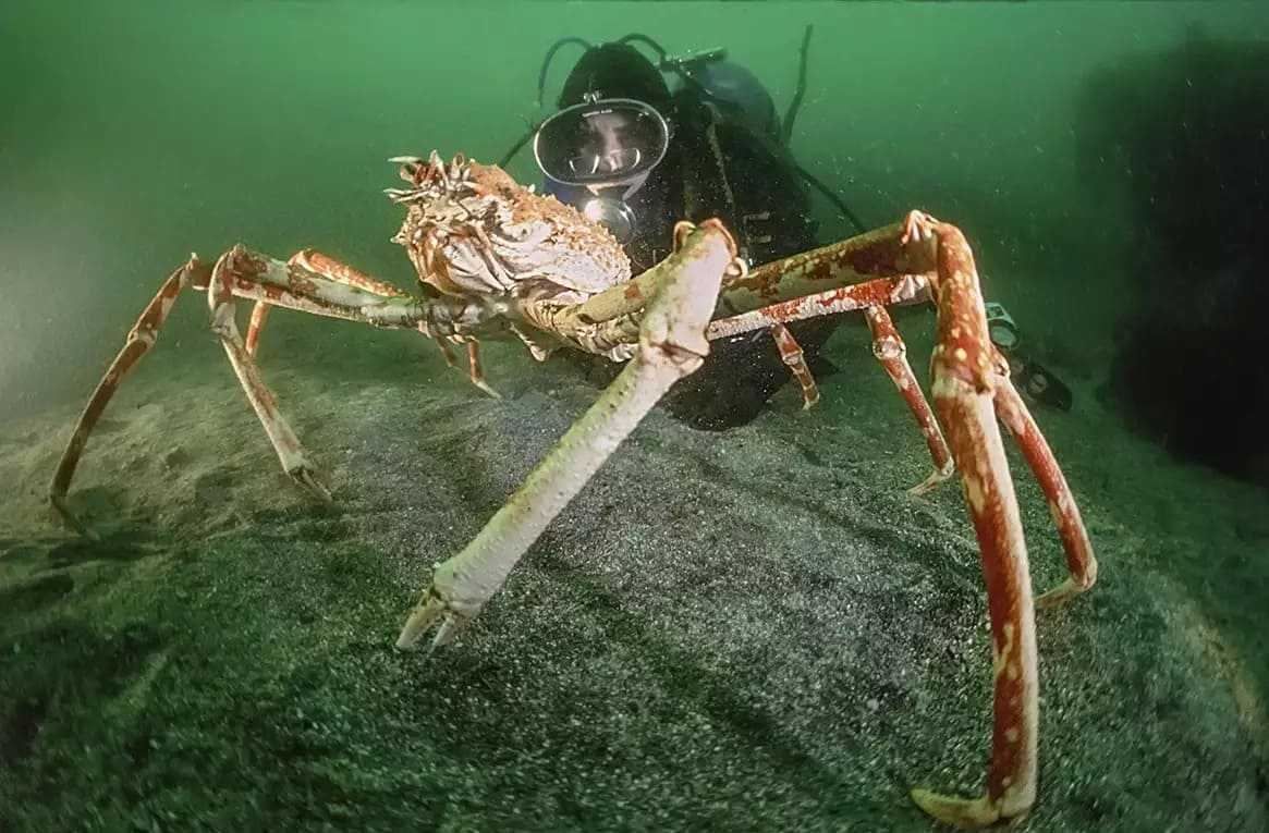 Японский глубоководный краб паук. Giant Spider Crab. Крабы Macrocheira kaempferi.