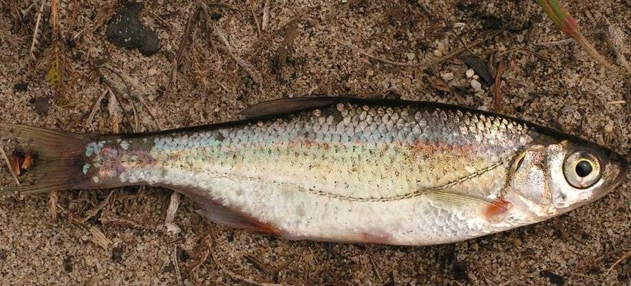 Быстрянка: описание рыбы с фото, где обитает, виды
