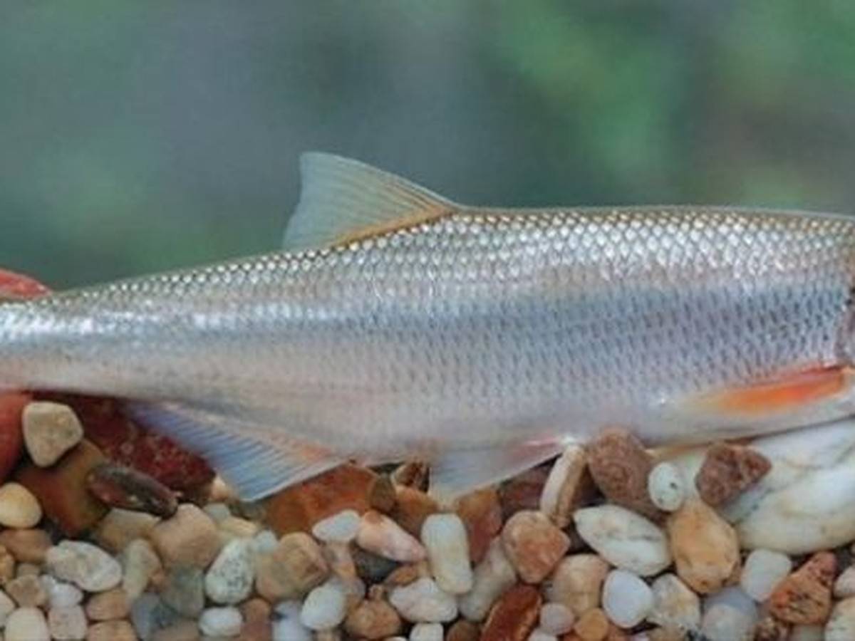 Шамайка (царская рыба, шемая): калорийность, описание, полезные свойства