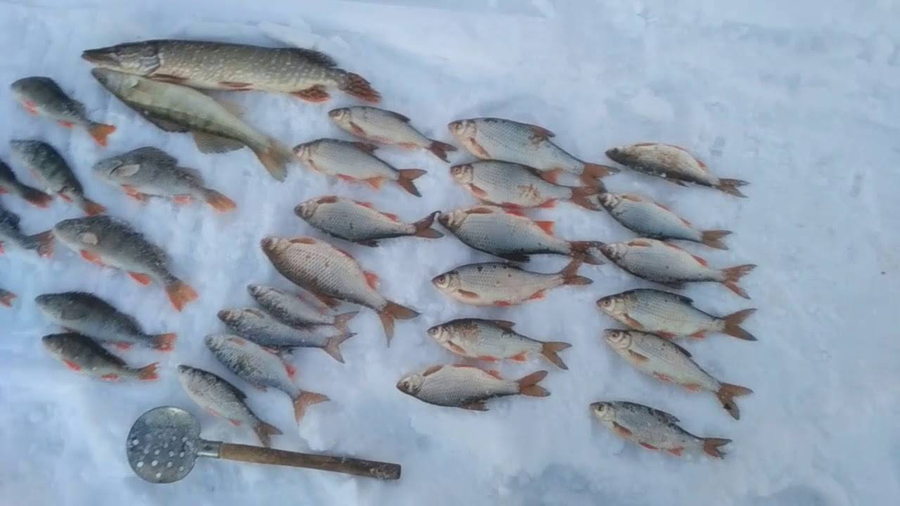 Клев ишим. Река Ишим рыбалка. Рыбы реки Ишим. Рыбалка в Ишиме. Рыбалка 2018.