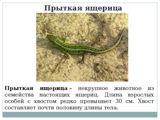 Чем питаются ящерицы?