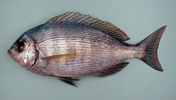 Коридорас: 25 фото рыбки, 16 видов сомика, содержание и уход