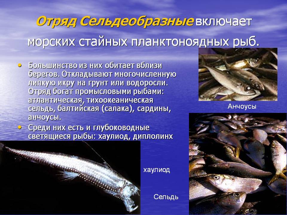 ✅ салака — cправочник рыболова. - fishyarm.ru