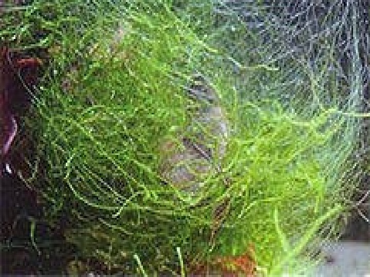 Запах водорослей. Нитчатые водоросли в аквариуме. Кладофора водоросль в аквариуме. Кладофора нитчатая водоросль в аквариуме. Ризоклониум в аквариуме.