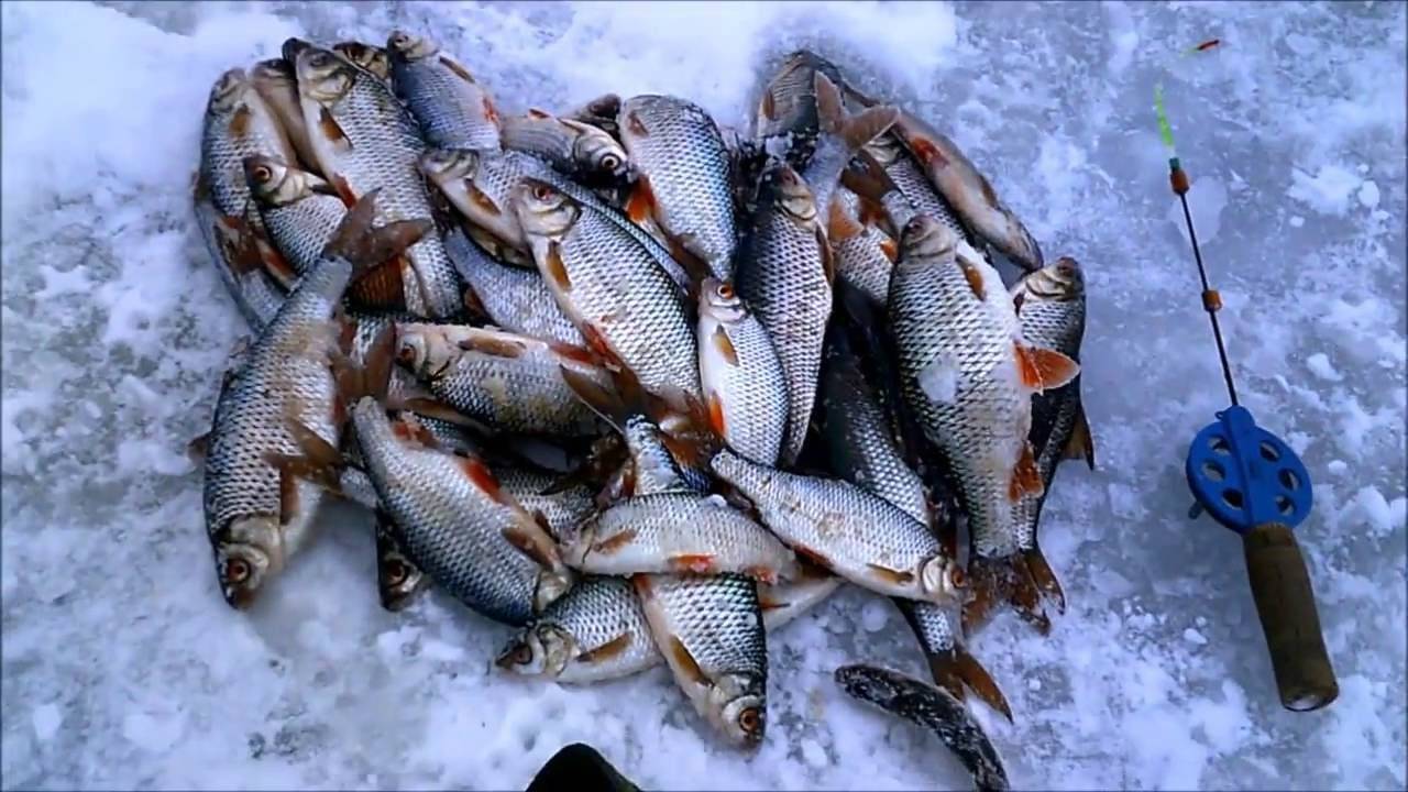 Рыбалка на плотву зимой: снасти, ловля на течении и на мормышку, как и на что ловить?