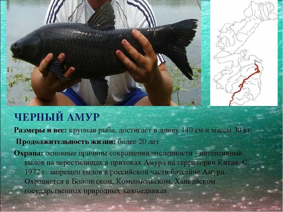 Рыба амур (белый, черный): описание и фото, как выглядит, где обитает