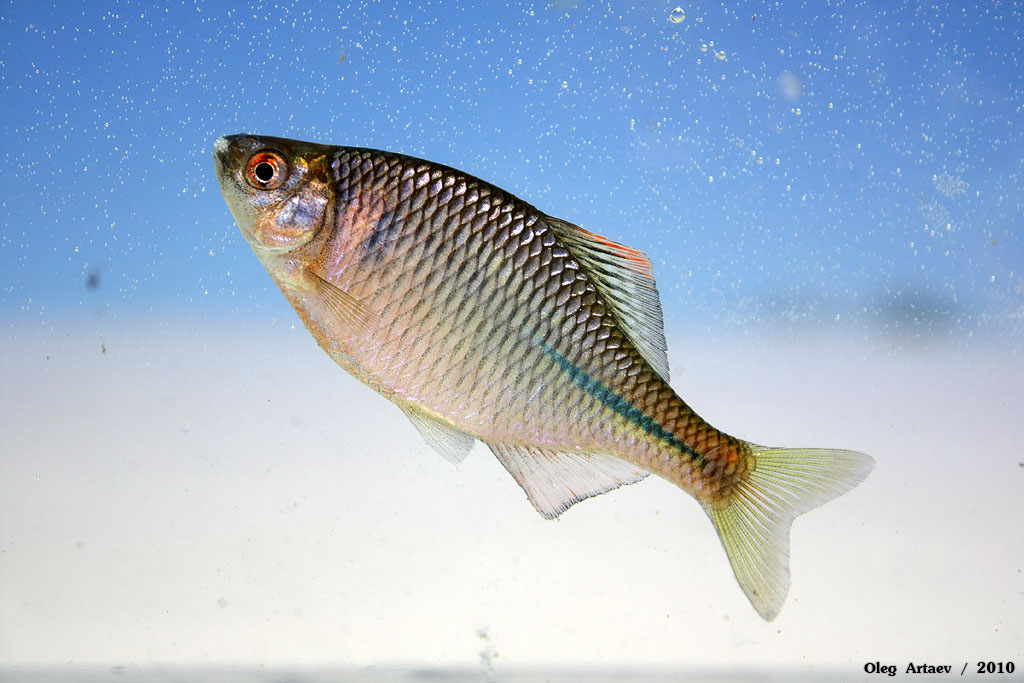 Горчак: описание пресноводной рыбы, ареал распространения, особенности ловли и содержания