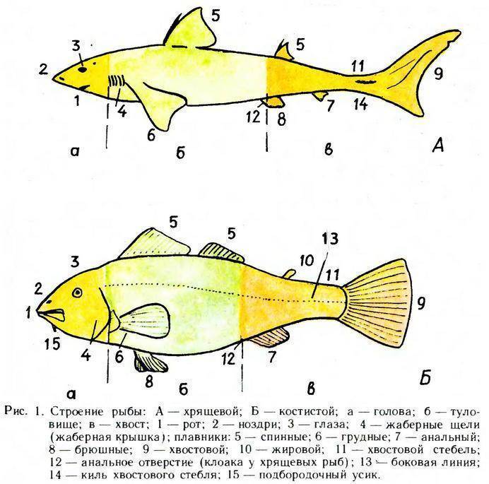 Надкласс рыбы. характеристика, внешнее и внутреннее строение, системы органов
