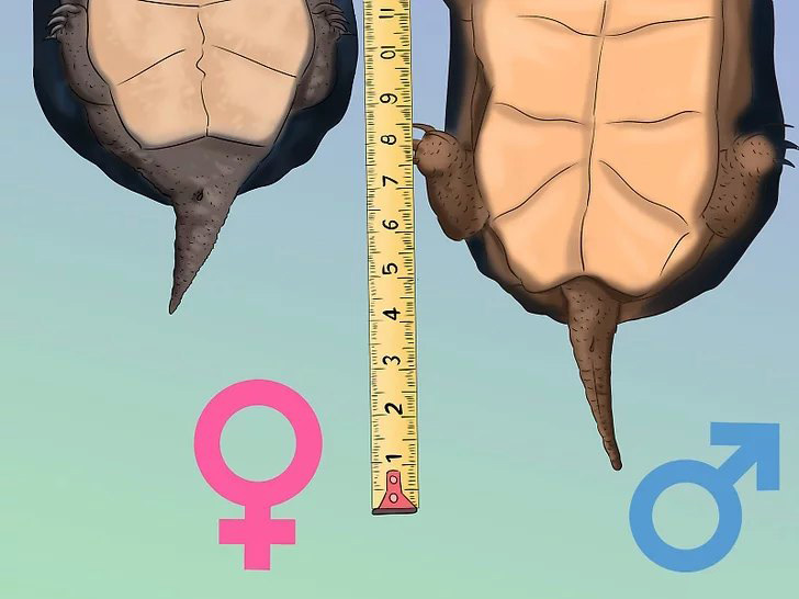 Как определить пол черепахи красноухой маленькой (фото)