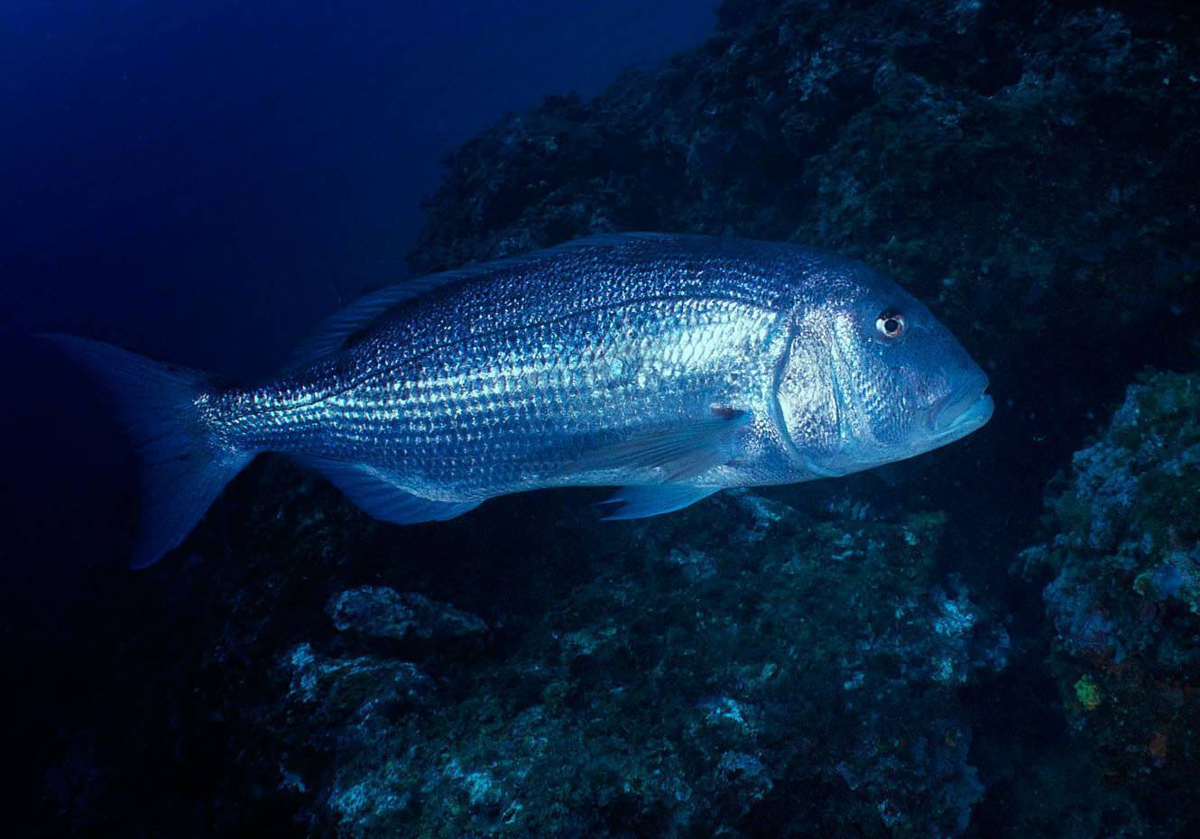 Вомер рыба. описание, особенности, виды и среда обитания вомера | животный мир