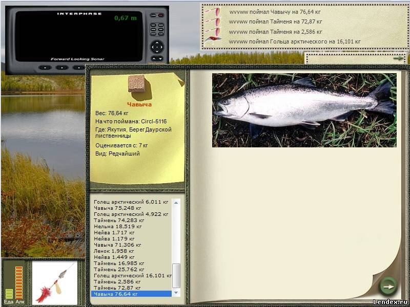 Рыба чавыча (красная рыба): фото и описание, как и где ловить