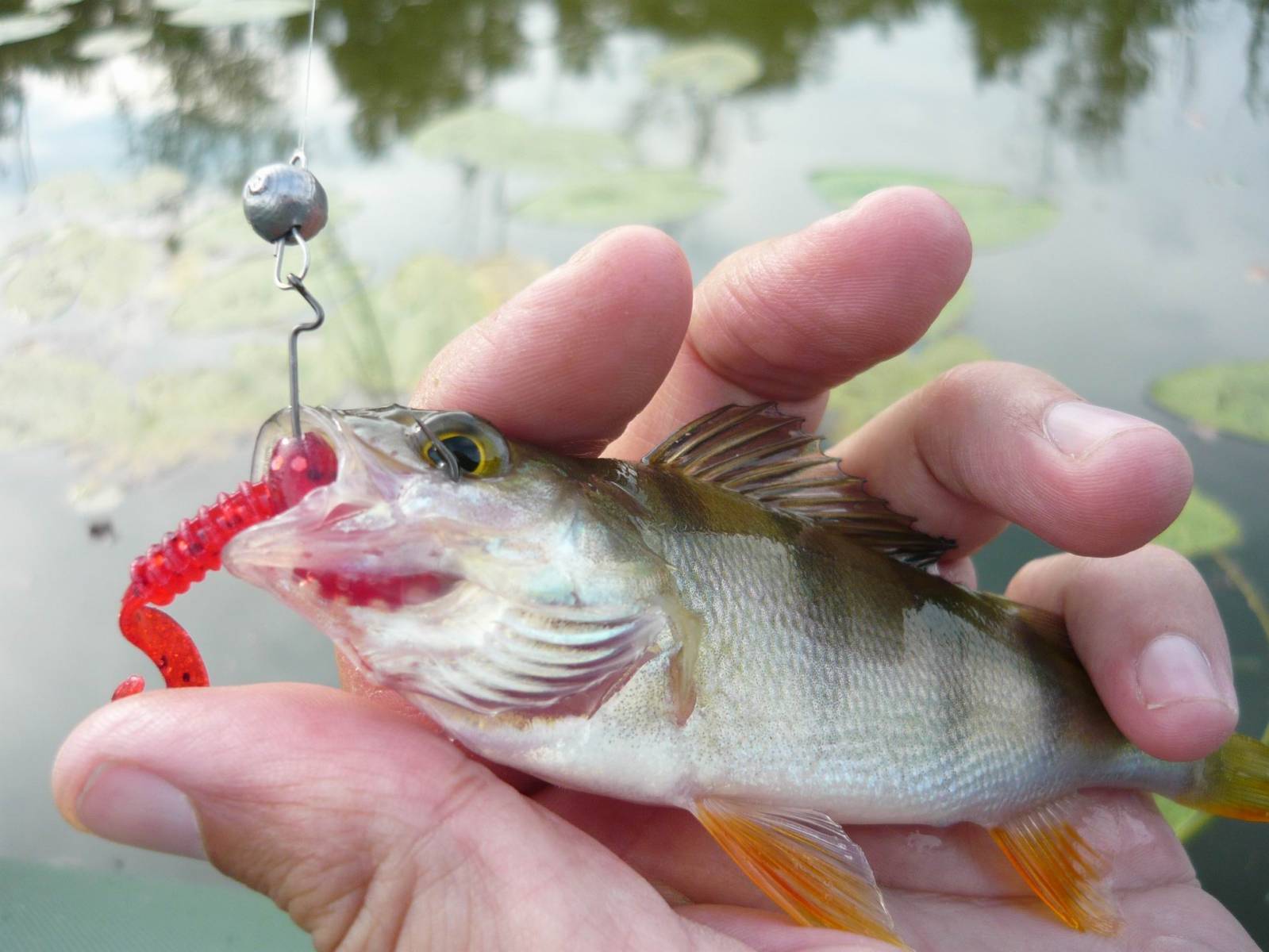 Рыбалка на малых реках - специфика, сезоны, снасти, видео