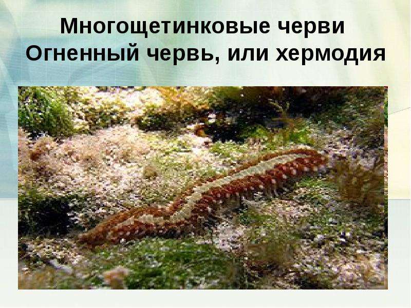 Эрезус черный: внешний вид (с фото), опасность для человека