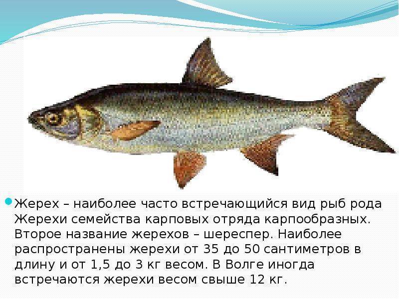 Жерех рыба – фото, описание, где водится и чем питается, как ловить и готовить шереспера