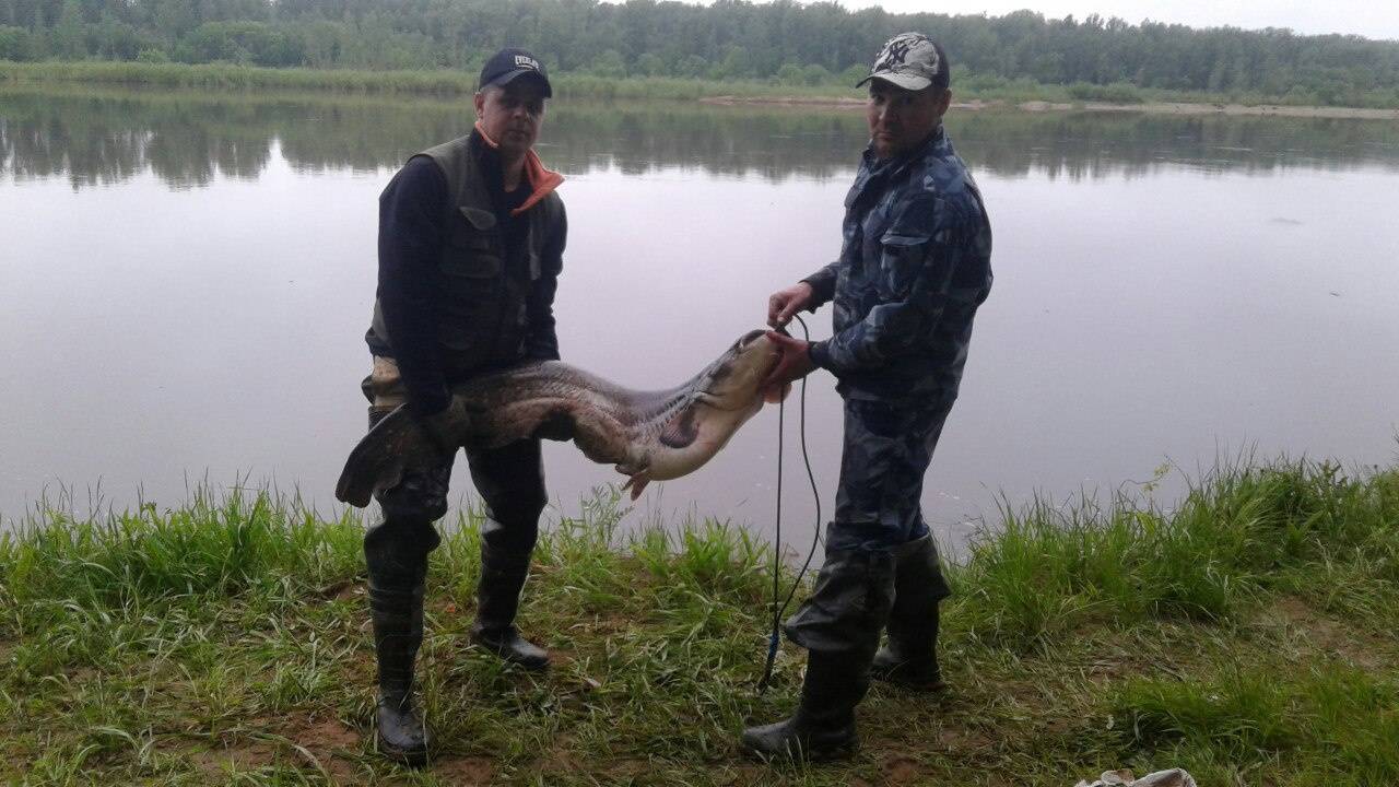 Рыбалка в кирове и кировской области зимой и в другие сезоны года