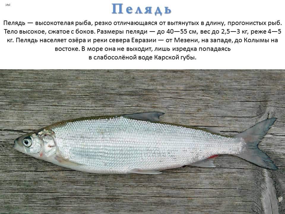 Рыба пилять где водится