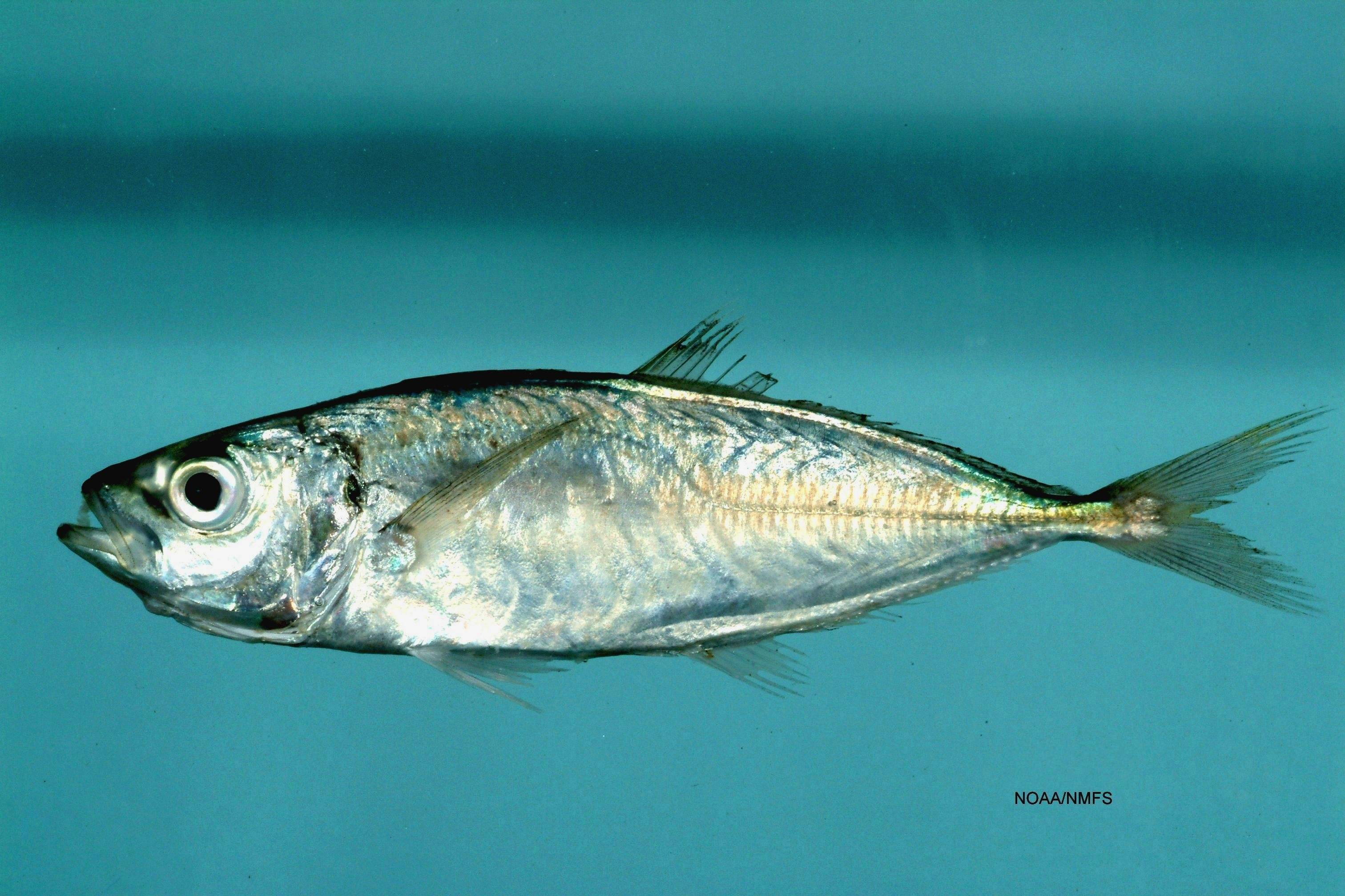 Рыба «Луфарь» фото и описание