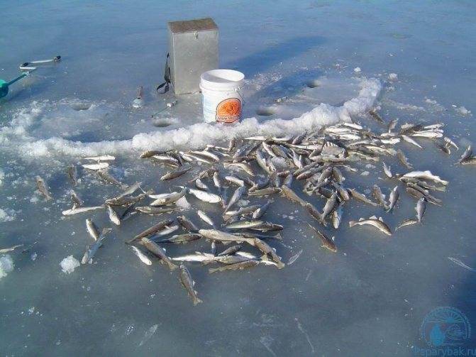 Снасти на корюшку для зимней рыбалки