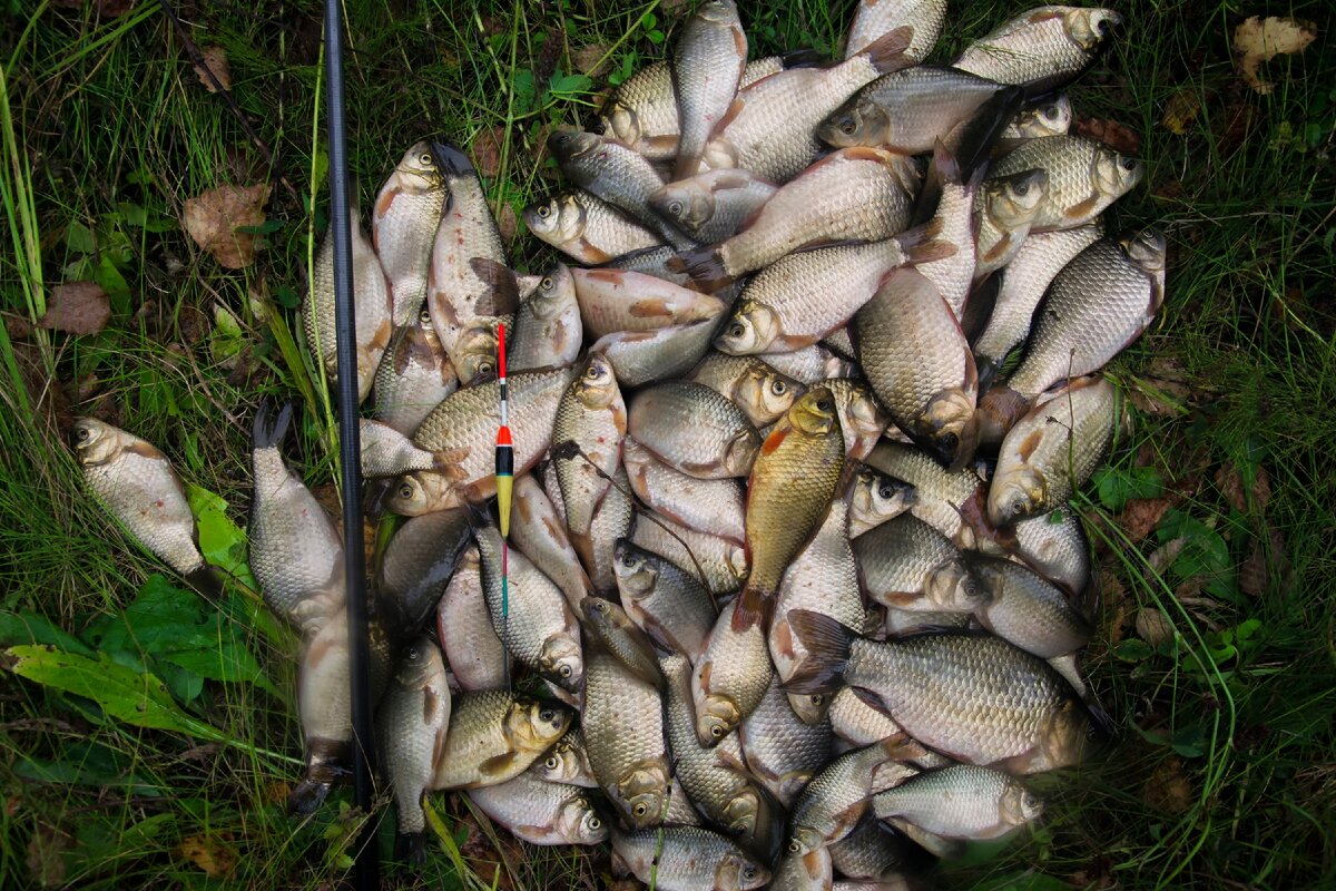 Какая рыба ловится в озере. Безымянное озеро в Красном селе рыбалка. Рыбалка на озере. Озеро с карасями Нижегородской области. Рыбачье место.
