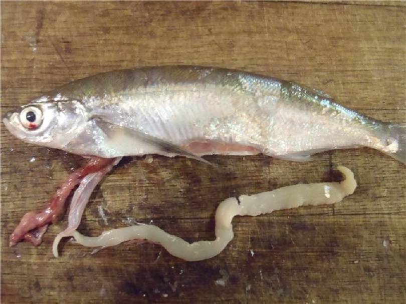 Глисты в рыбе – какие бывают и можно ли есть? фото