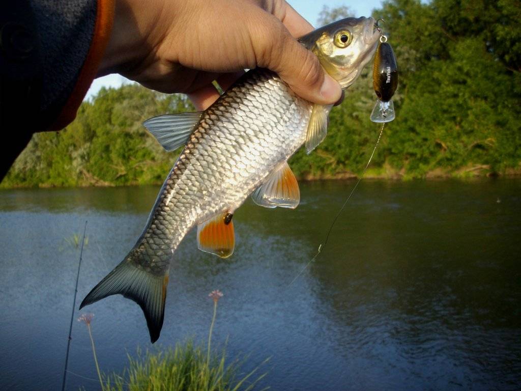 Рыбалка в кузькино белгородской области