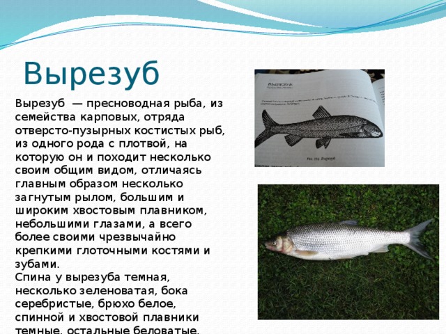 Вырезуб рыба: описание, особенности поведения, рыбалка, нерест