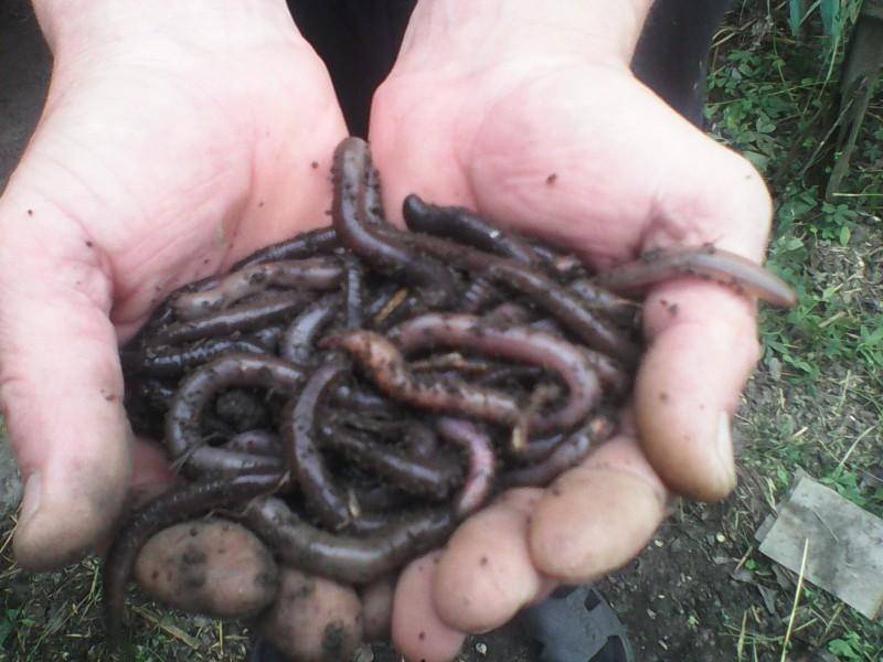 Дождевой червь — наживка для ловли рыба, способы насаживания, добычи и хранения червей на рыбалке