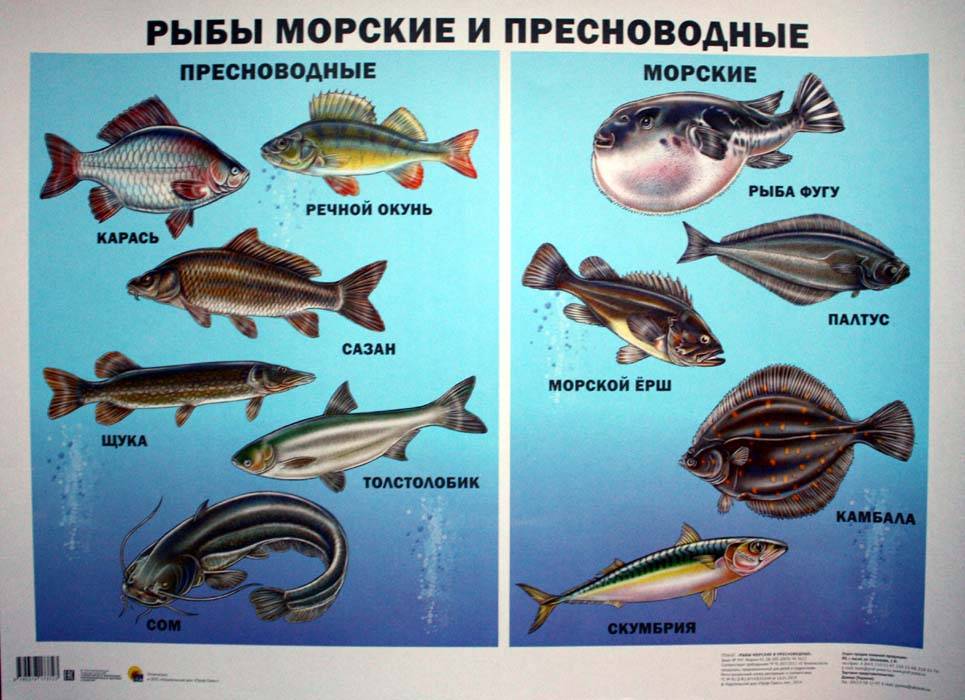 Аквариумные рыбки — 900 видов с названиями, фото и описанием