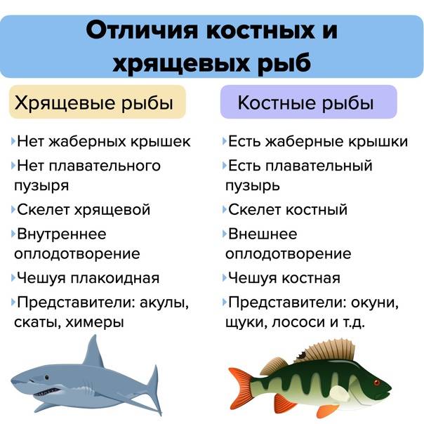 Подробное описание рыбы кефаль и ее видов с фото